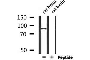 Western blot analysis of extracts from rat brain, using CDH26 Antibody. (CDH26 antibody  (N-Term))