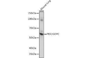 Western blot analysis of extracts of Mouse lung, using PIST/GOPC Rabbit mAb (ABIN1678809, ABIN1678808, ABIN7101325 and ABIN7101326) at 1:1000 dilution. (GOPC antibody)
