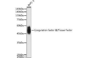 Western blot analysis of extracts of BxPC-3 cells, using Coagulation factor III/Tissue Factor antibody (ABIN3021933, ABIN3021934, ABIN3021935 and ABIN6217895) at 1:500 dilution. (Tissue factor antibody)