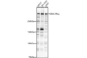 Western blot analysis of extracts of various cell lines, using DNA-PKcs antibody (ABIN7269665) at 1:1000 dilution.