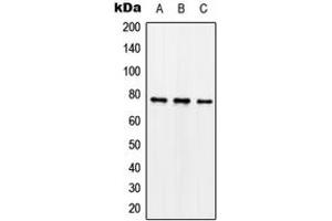 Western blot analysis of Synapsin 1 (pS62) expression in SKNSH nocodazole-treated (A), mouse brain (B), rat brain (C) whole cell lysates.