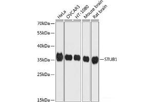 Western blot analysis of extracts of various cell lines using STUB1 Polyclonal Antibody at dilution of 1:1000. (STUB1 antibody)
