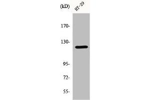 Western Blot analysis of 293 cells using GCP5 Polyclonal Antibody (TUBGCP5 antibody  (Internal Region))
