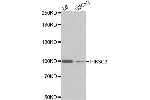 Western blot analysis of extracts of various cell lines, using PIK3C3 antibody.