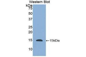 Western Blotting (WB) image for anti-Histatin 1 (HTN1) (AA 20-57) antibody (ABIN3201855) (HTN1 antibody  (AA 20-57))