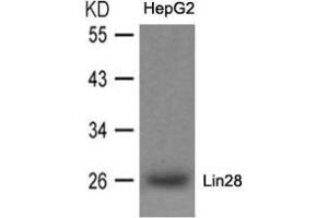 Western blot analysis of extracts from HepG2 cells using Lin28. (LIN28A antibody  (N-Term))