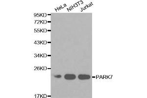 Western blot analysis of extracts of various cell lines, using PARK7 antibody (ABIN5970375) at 1/1000 dilution. (PARK7/DJ1 antibody)