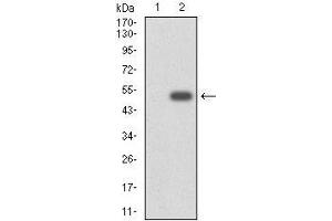 Western blot analysis using CYP3A4 mAb against HEK293 (1) and CYP3A4 (AA: 243-430)-hIgGFc transfected HEK293 (2) cell lysate.