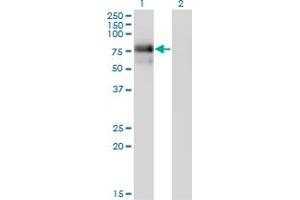 Western Blot analysis of NR4A2 expression in transfected 293T cell line by NR4A2 monoclonal antibody (M01), clone 2B11.