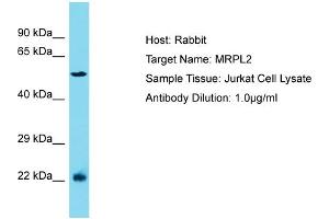 Host: Rabbit Target Name: MRPL2 Sample Type: Jurkat Whole Cell lysates Antibody Dilution: 1. (MRPL2 antibody  (N-Term))