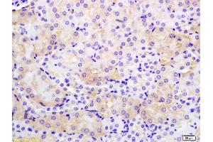 Formalin-fixed and paraffin embedded rat kidney labeled with Anti-PMCA Polyclonal Antibody, Unconjugated (ABIN1385852) at 1:200 followed by conjugation to the secondary antibody and DAB staining. (ATP2B2 antibody  (AA 361-460))