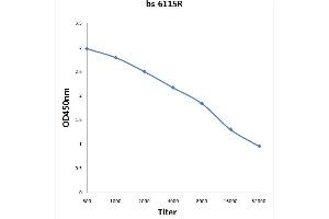 Antigen: 0. (TUSC3 antibody  (AA 201-300))