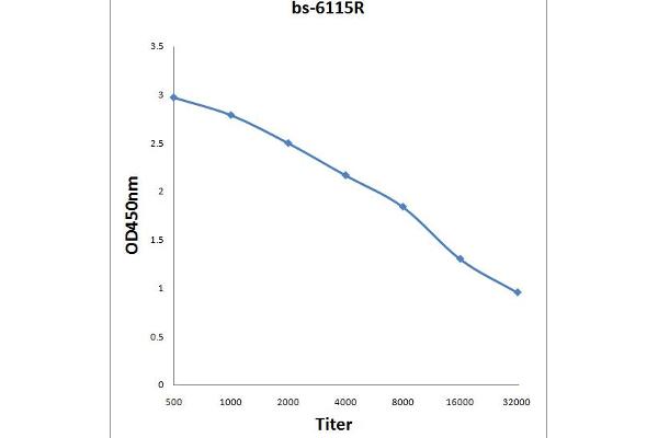 TUSC3 antibody  (AA 201-300)