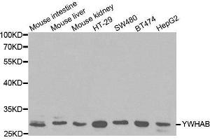Western blot analysis of extracts of various cell lines, using YWHAB antibody. (YWHAB antibody  (AA 1-246))