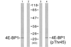 Western blot analysis of extracts from MDA435 cells untreated or treated with EGF (200nm, 5min), using 4E-BP1 (Ab-45) antibody (E021216, Lane1 and 2) and 4E-BP1 (phospho-Thr45) antibody (E011223, Lane 3 and 4) . (eIF4EBP1 antibody  (pThr45))