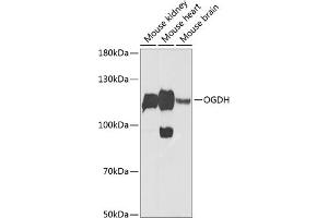 Western blot analysis of extracts of various cell lines, using OGDH Antibody (ABIN6131413, ABIN6145002, ABIN6145004 and ABIN6216119) at 1:1000 dilution. (alpha KGDHC antibody  (AA 148-427))
