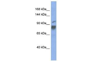 HNRPUL1 antibody used at 1 ug/ml to detect target protein. (HNRNPUL1 antibody  (Middle Region))