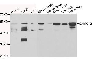 Western blot analysis of extracts of various cell lines, using CAMK1G antibody (ABIN4903115) at 1:1000 dilution. (CAMK1G antibody)