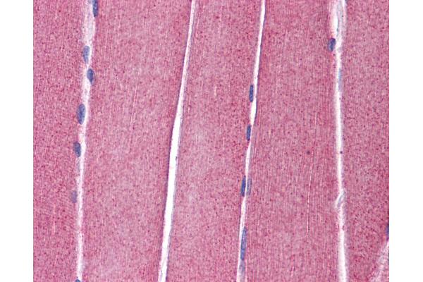 Kv3.4 antibody  (AA 252-301)