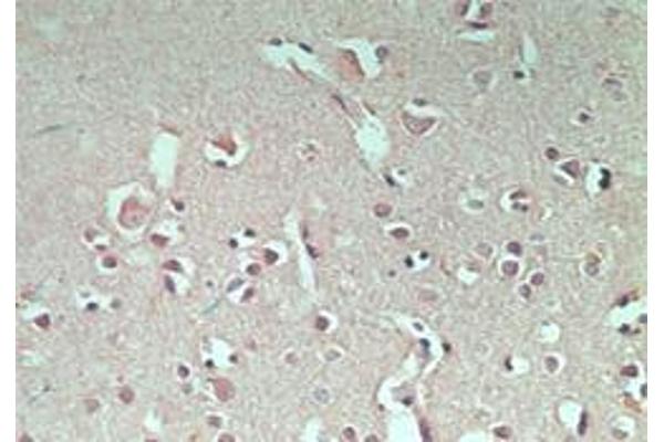RNF128 antibody  (AA 227-253)