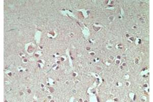 Image no. 2 for anti-Ring Finger Protein 128 (RNF128) (AA 227-253) antibody (ABIN207733)