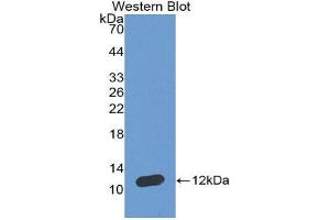 Western Blotting (WB) image for anti-Natriuretic Peptide A (NPPA) (AA 25-122) antibody (ABIN1858011)