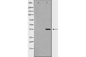 Western blot analysis of extracts of HEK293T, using XRCC4 antibody. (XRCC4 antibody  (Internal Region))