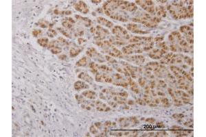 Immunoperoxidase of purified MaxPab antibody to IL17C on formalin-fixed paraffin-embedded human pancreas. (IL17C antibody  (AA 1-197))