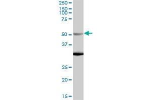 NUP50 MaxPab polyclonal antibody. (NUP50 antibody  (AA 1-468))