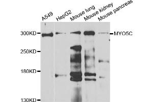 Western blot analysis of extracts of various cell lines, using MYO5C antibody (ABIN5974640) at 1/1000 dilution. (MYO5C antibody)