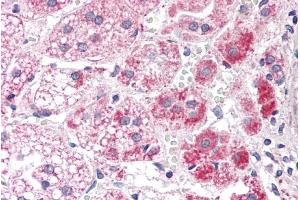 ABIN571186 (5µg/ml) staining of paraffin embedded Human Adrenal Gland. (ALDH3A2 antibody  (Internal Region))