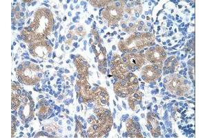Image no. 1 for anti-Prostaglandin-Endoperoxide Synthase 1 (Prostaglandin G/H Synthase and Cyclooxygenase) (PTGS1) (AA 51-100) antibody (ABIN203401) (PTGS1 antibody  (AA 51-100))