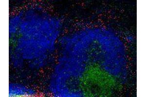 Immunofluorescence (IF) image for anti-Integrin beta 2 (ITGB2) antibody (Alexa Fluor 594) (ABIN2656819) (Integrin beta 2 antibody  (Alexa Fluor 594))