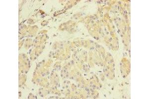 Immunohistochemistry of paraffin-embedded human pancreatic tissue using ABIN7162443 at dilution of 1:100