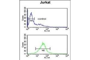 TF Antibody (C-term) (ABIN651633 and ABIN2840338) flow cytometric analysis of Jurkat cells (bottom histogram) compared to a negative control cell (top histogram). (TFAP4 antibody  (C-Term))