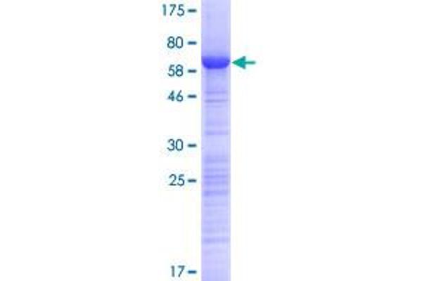 HABP4 Protein (AA 1-308) (GST tag)
