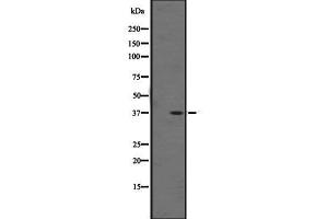 Western blot analysis of OR1F1 expression in K562 cell line lysate ,The lane on the left is treated with the antigen-specific peptide. (OR1F1 antibody  (C-Term))