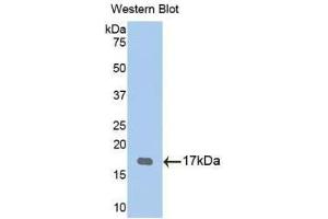Western blot analysis of the recombinant protein. (TPSG1 antibody  (AA 99-244))