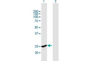 Western Blot analysis of GINS2 expression in transfected 293T cell line by GINS2 MaxPab polyclonal antibody.
