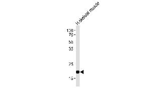 Western blot analysis of lysate from human skeletal muscle tissue lysate, using COX6A2 Antibody (Center) (ABIN653569 and ABIN2842945). (COX6A2 antibody  (AA 37-66))