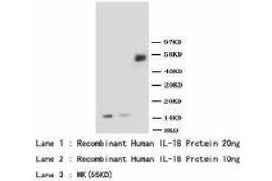 Image no. 1 for anti-Interleukin 1, beta (IL1B) (AA 249-269) antibody (ABIN1493418) (IL-1 beta antibody  (AA 249-269))