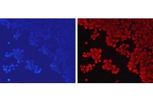 Immunofluorescence analysis of 293T cells using MonoMethyl-Histone H3-K79 Polyclonal Antibody (Histone 3 antibody  (meLys79))