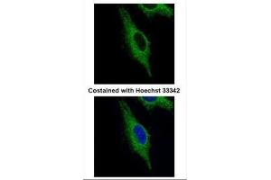 ICC/IF Image Confocal immunofluorescence analysis (Olympus FV10i) of paraformaldehyde-fixed HeLa, using TRIM23, antibody (Green) at 1:500 dilution. (TRIM23 antibody  (N-Term))
