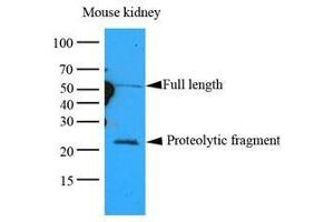 Cell lysates of Mouse kidney lysates (35 ug) were resolved by SDS-PAGE, transferred to nitrocellulose membrane and probed with anti-human GPC4 (1:1000). (GPC4 antibody  (AA 401-529))