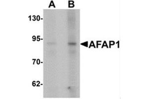 Western blot analysis of AFAP1 in Hela cell lysate with AFAP1 antibody at (A) 1 and (B) 2 ug/ml. (AFAP antibody  (N-Term))