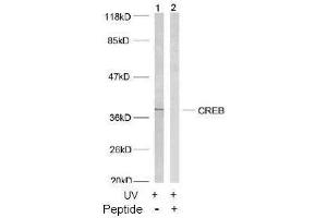 Image no. 2 for anti-cAMP Responsive Element Binding Protein 1 (CREB1) (Ser133) antibody (ABIN197188) (CREB1 antibody  (Ser133))