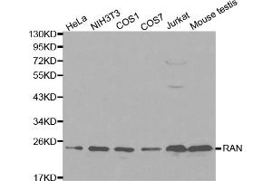 Western blot analysis of extracts of various cell lines, using RAN antibody. (RAN antibody)