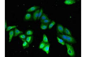 Immunofluorescent analysis of HepG2 cells using ABIN7147508 at dilution of 1:100 and Alexa Fluor 488-congugated AffiniPure Goat Anti-Rabbit IgG(H+L) (PDE2A antibody  (AA 15-226))