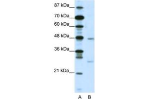 Western Blotting (WB) image for anti-MAX Dimerization Protein 4 (MXD4) antibody (ABIN2460570) (MXD4 antibody)