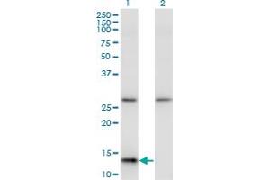 Western Blot analysis of HINT1 expression in transfected 293T cell line by HINT1 monoclonal antibody (M05), clone 2D7. (HINT1 antibody  (AA 1-126))